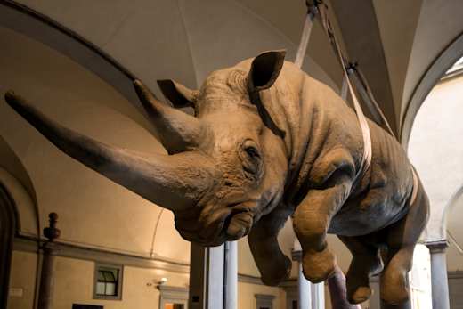 Firenze, Museo di Storia Naturale di Firenze