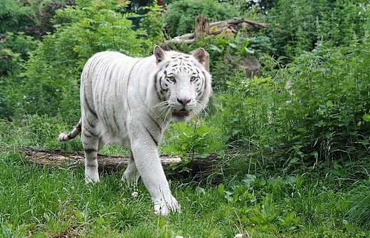 Aschersleben, Zoo Aschersleben