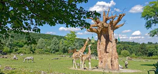 Kronberg im Taunus, Opel-Zoo