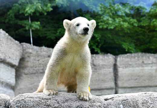 München, Tierpark Hellabrunn