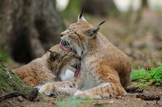 Poing, Wildpark Poing