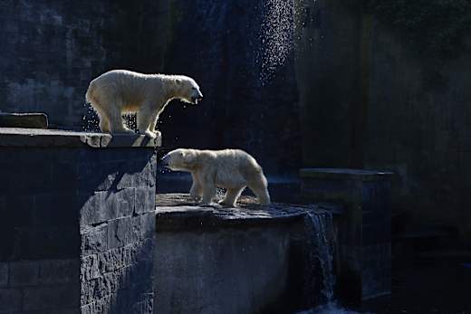 Rostock, Zoo Rostock