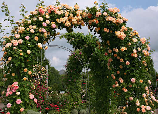 Sangerhausen, Europa-Rosarium