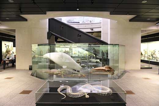 Zürich, Universität Zoologisches Museum