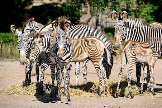 Tierpark Berlin