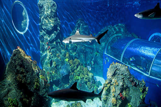 Konstanz, Sea Life