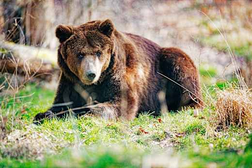 Leinefelde-Worbis, Alternativer Bärenpark Worbis