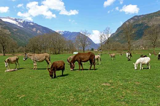 Malta, Eselgestüt Maltatal