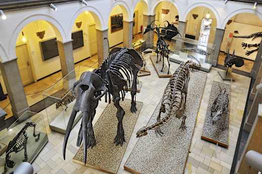München, Paläontologisches Museum