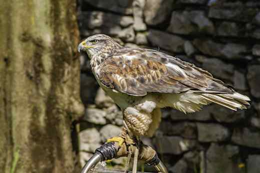 Perledo, Greifvogelschau im Garten des Castello di Vezio
