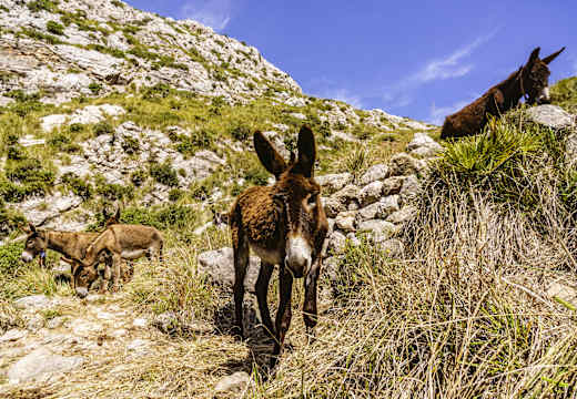 Puigpunyent, Reserva Puig de Galatzó