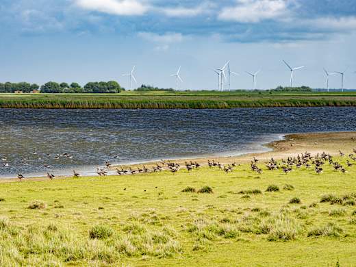 Schlüttsiel, Hauke-Haien-Koog