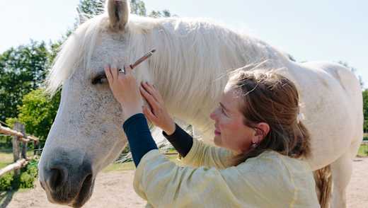 schnabel-online-special-bild-4_980x553