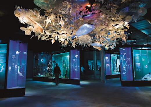Stralsund, Ozeaneum