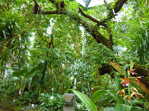 Tübingen, Botanischer Garten
