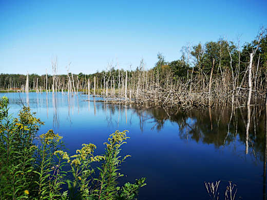 Kirchheller Heide, Bottrop, Pfingstsee