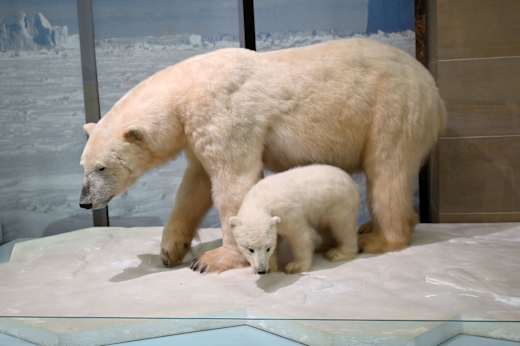 Eisbär Exponat im Museum Koenig Bonn