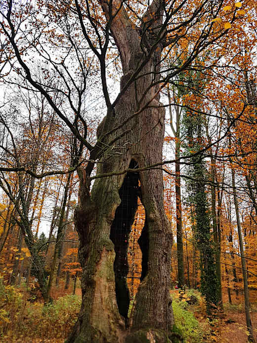 1000-jährige Eiche im herbstlichen Holter Wald in Schloß Holte-Stukenbrock