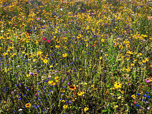 Blumenwiese im Sportpark am Ölbach in Schloß Holte-Stukenbrock