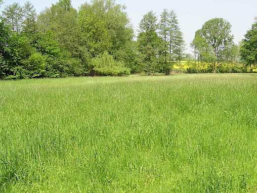 NSG Sudbachtal