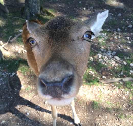 Lindenthaler Tierpark