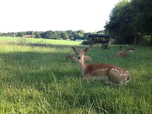 Wildpark
