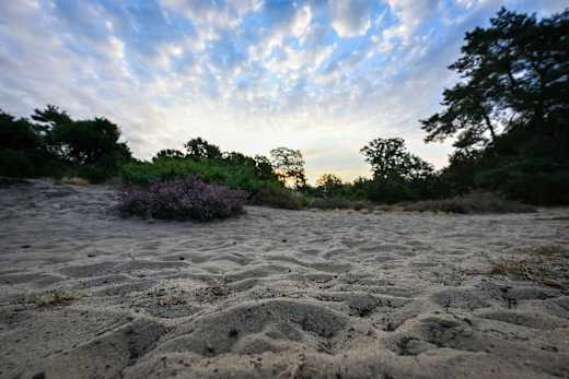 ahaus-naturschutzgebiet-wacholderheide-hoesteloe-01