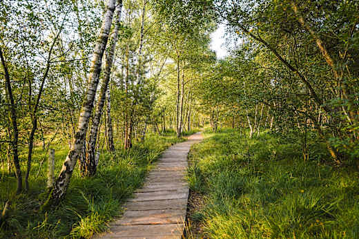 Weg durch das Naturschutzgebiet Venner Moor