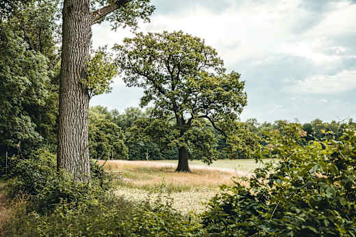 nordkirchen-naturschutzgebiet-ichterloh
