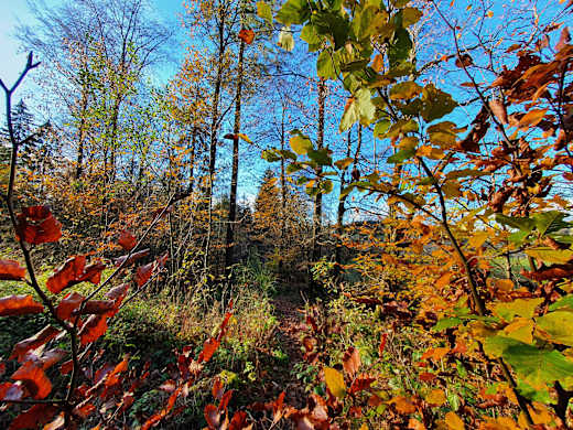 Wald1