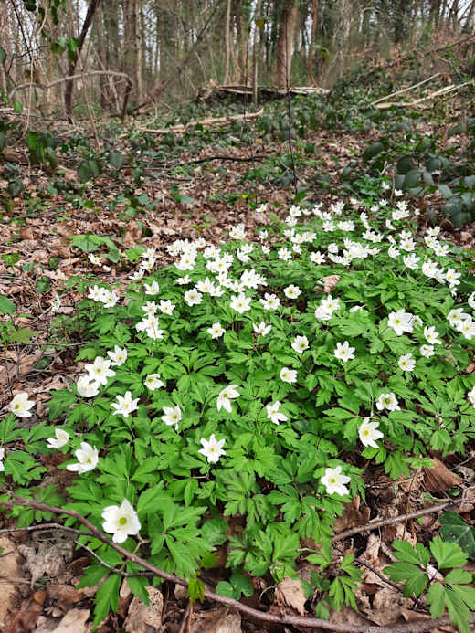 Melbtal Biolog. Station Frühblüher