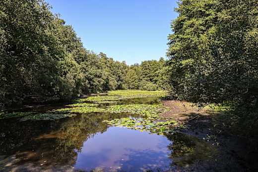heiden-naturschutzgebiet-kranenmeer-01