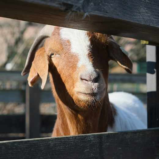 Abenteuer- und Aktivspielplatz Devensstrasse (ASP), Bottrop