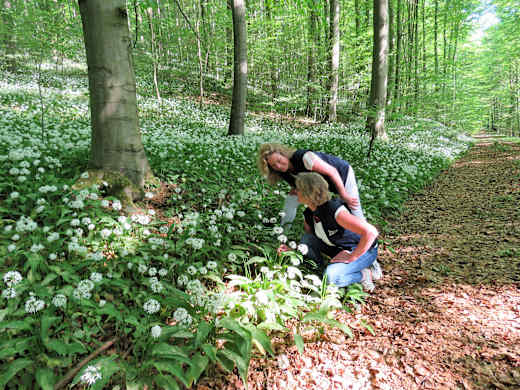 Bärlauchblüte im Naturerbe-Wald bei Altenbeken