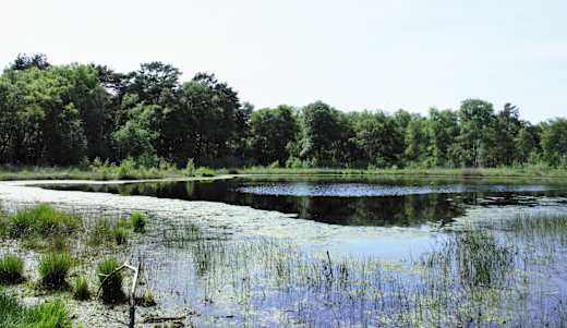 gescher-fuerstenkuhle-natur