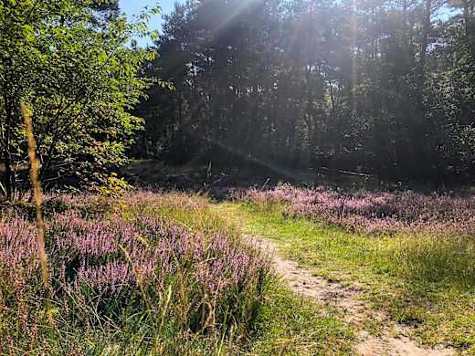 Heideblüte am Ems-Erlebnisweg in Schloß Holte-Stukenbrock