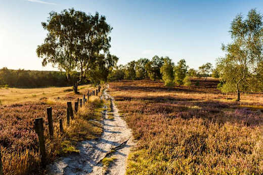 Fischbeker Heide