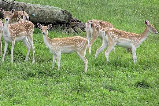 Damwild