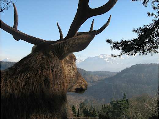Wildpark Feldkirch