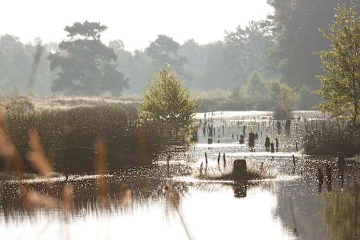 Morgenstimmung im Venner Moor