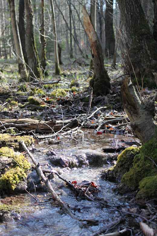 Unscheinbar, aber selten: die Kalksinterterrassen