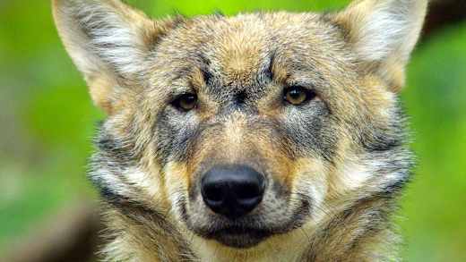 Wolfcenter Dörverden