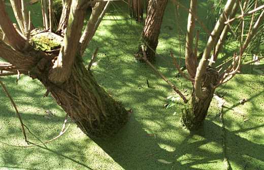 Nasse Füße: Weiden und Erlen ertragen es auch, wenn sie mal bis zum Hals im Wasser stehen