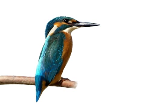 Logo Eisvogelweg