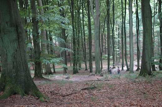 Wandern im Buchenwald.