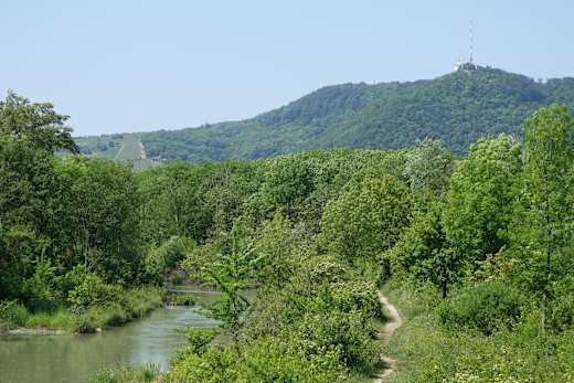 Blick vom Marchfeldkanal zum Leopoldsberg