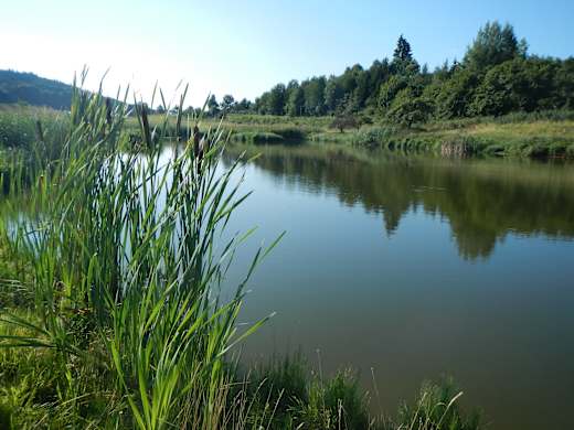 Inge Sielmann Weiher bei Überlingen-Walpertsweiler