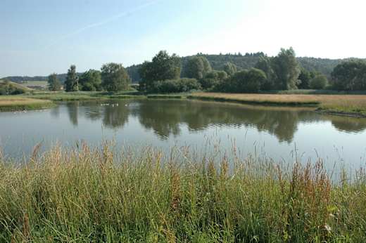 Weiher Nesselwanger Ried bei Überlingen-Nesselwangen