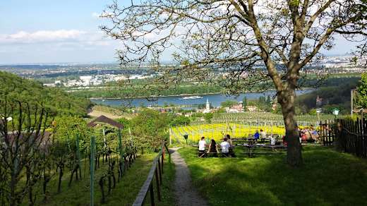 Blick vom Heurigen Hirt auf das Kahlenbergerdorf und die Donau
