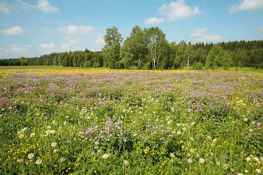 Naturschutzgebiet Moorlehrpfad Muldenhammer